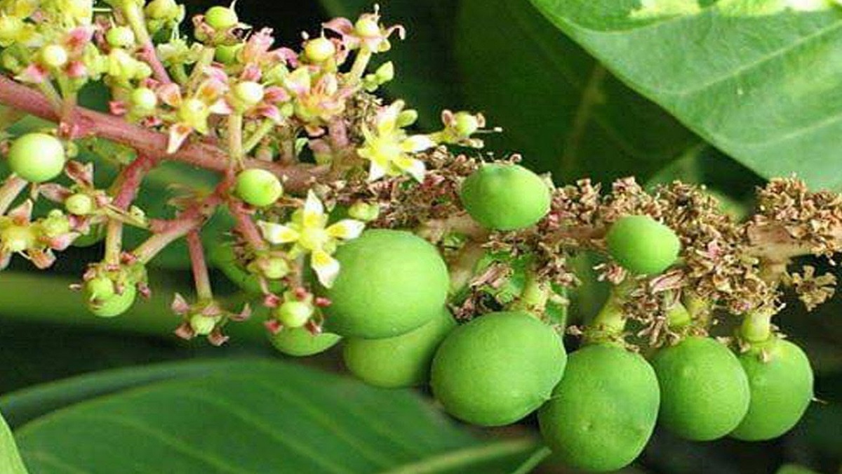 হাঁড়িভাঙা আম দিয়ে হাঁড়ি ভরার গল্প এখন উৎপাদন করছে শঙ্কা