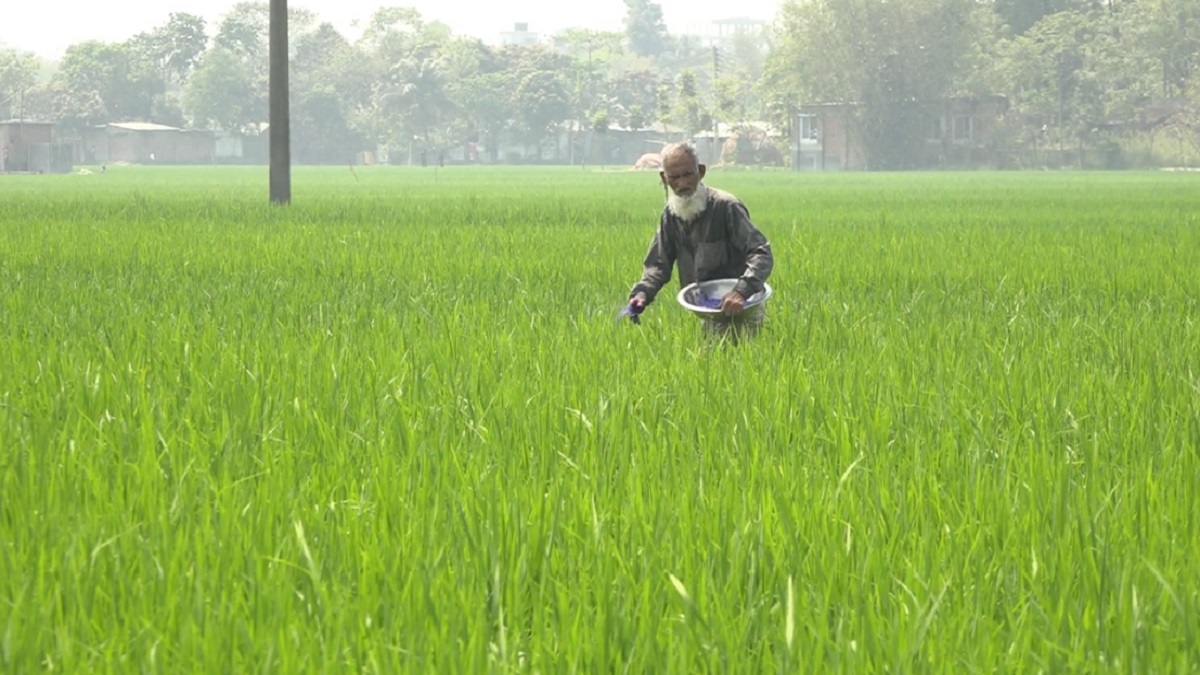 বোরো ধানের উৎপাদন ব্যয় গত বছরের তুলনায় দ্বিগুণ