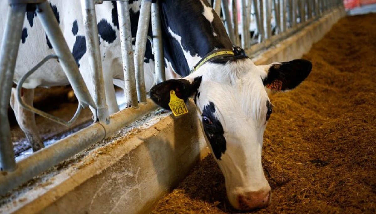 রাশিয়া-ইউক্রেন যুদ্ধের জেরে ইতালিতে মরতে পারে হাজারো গরু!