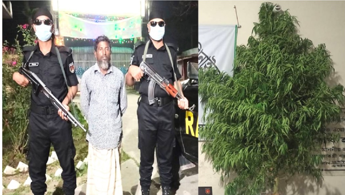 ঝিনাইদহে গাঁজা গাছসহ গ্রেফতার ১