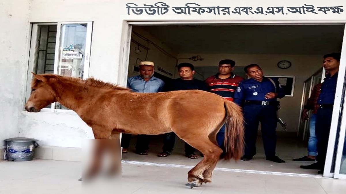 রক্তাক্ত অবস্থায় বিচার পেতে থানায় আসলো ঘোড়া!