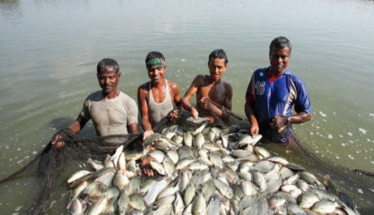 মৎস্য খামারিদের জন্য বাজারে এলো নতুন জাতের মাছের খাবার