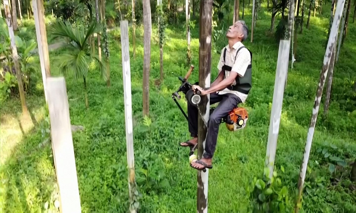 উঁচু গাছে উঠতে কৃষক বানালেন ‘ক্লাইম্বিং স্কুটার’!