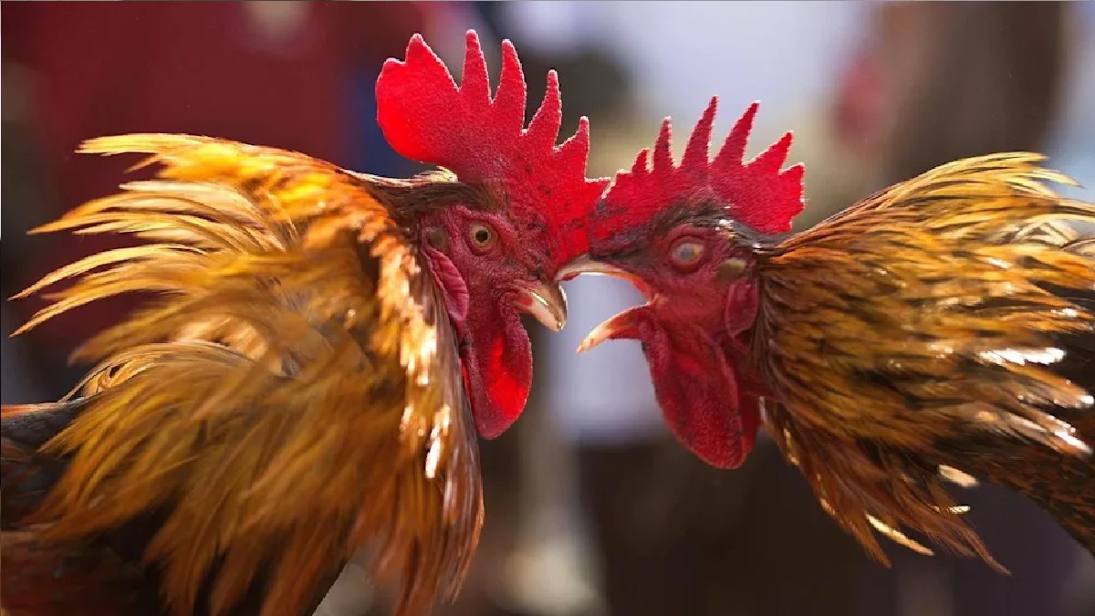 মেক্সিকোয় মোরগ লড়াইয়ে এলোপাতাড়ি গুলি, নিহত ১৯