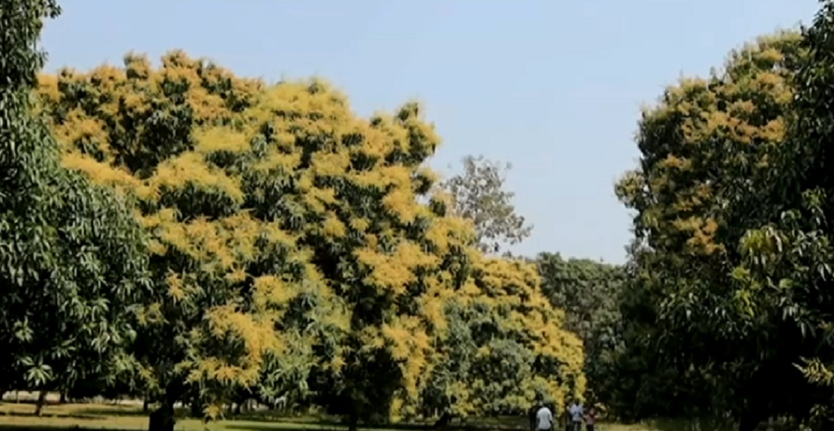 মুকুলে ভরে গেছে মেহেরপুরের আম বাগানগুলো, ভালো ফলনে লাভের আশা চাষিদের