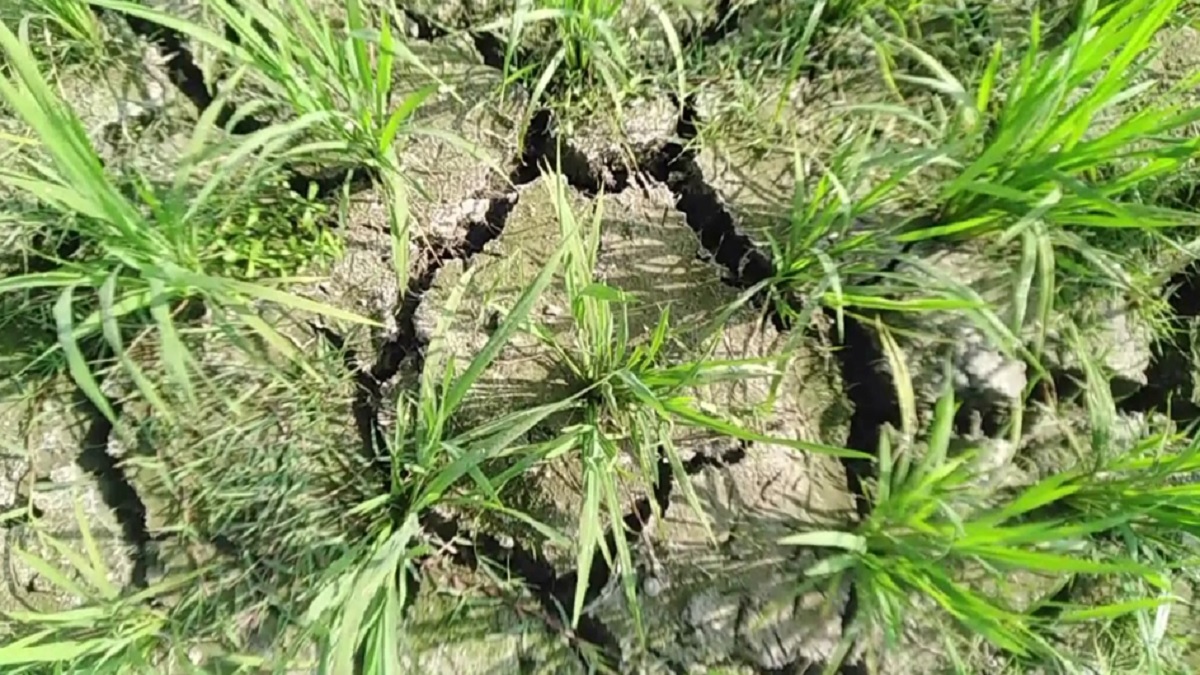 সেচের পানি না পেয়ে সাঁওতাল কৃষকদের বিষপান, মারা গেলেন অপর কৃষকও