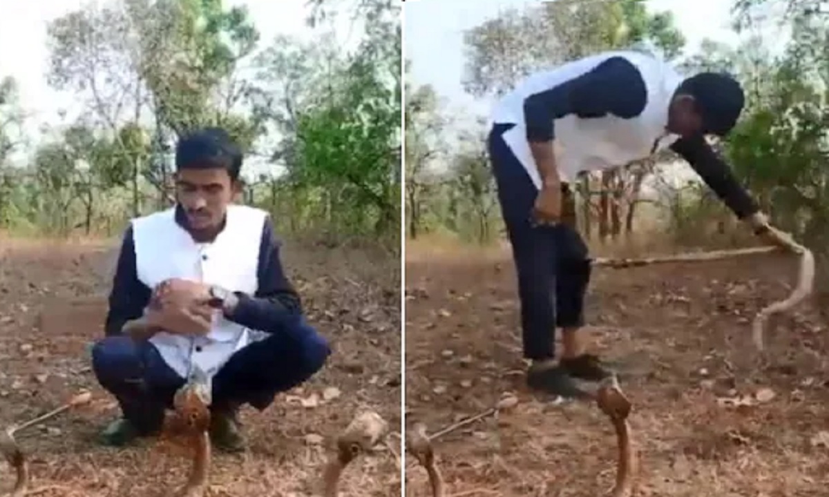 তিন গোখরোর সামনে কেরামতি যুবকের, পরিণতি হলো মারাত্মক! দেখুন ভিডিও