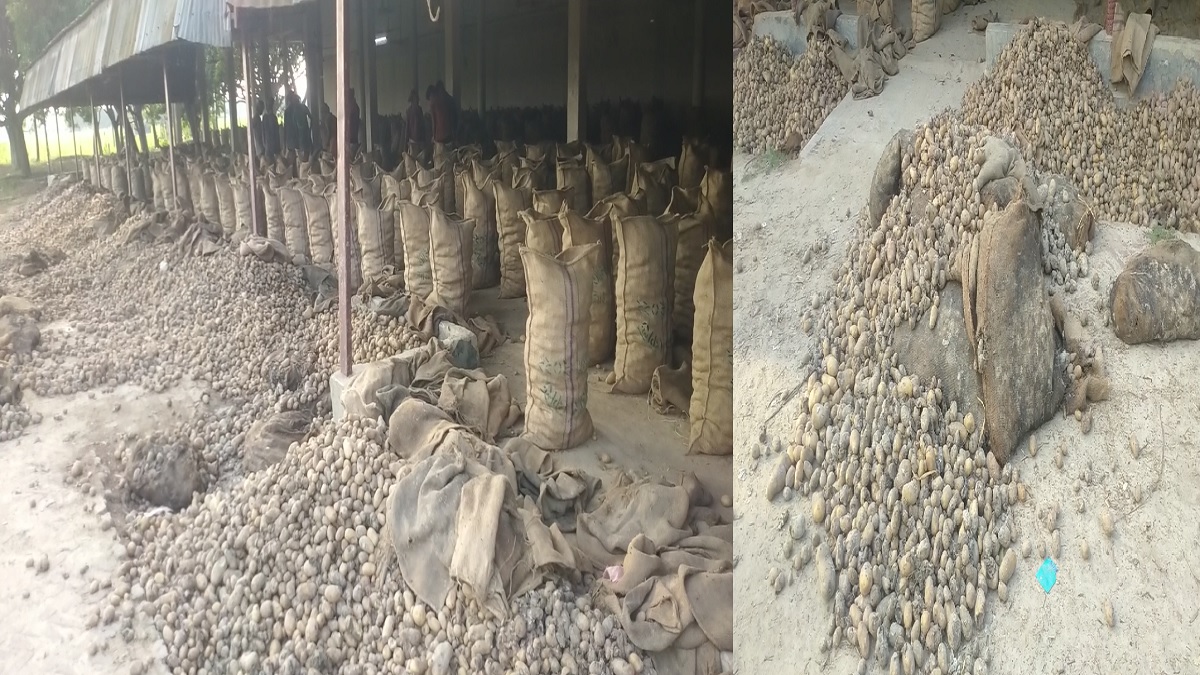 কর্তৃপক্ষের অবহেলায় কোল্ড স্টোরেজে পচলো ২০ কোটি টাকার আলু