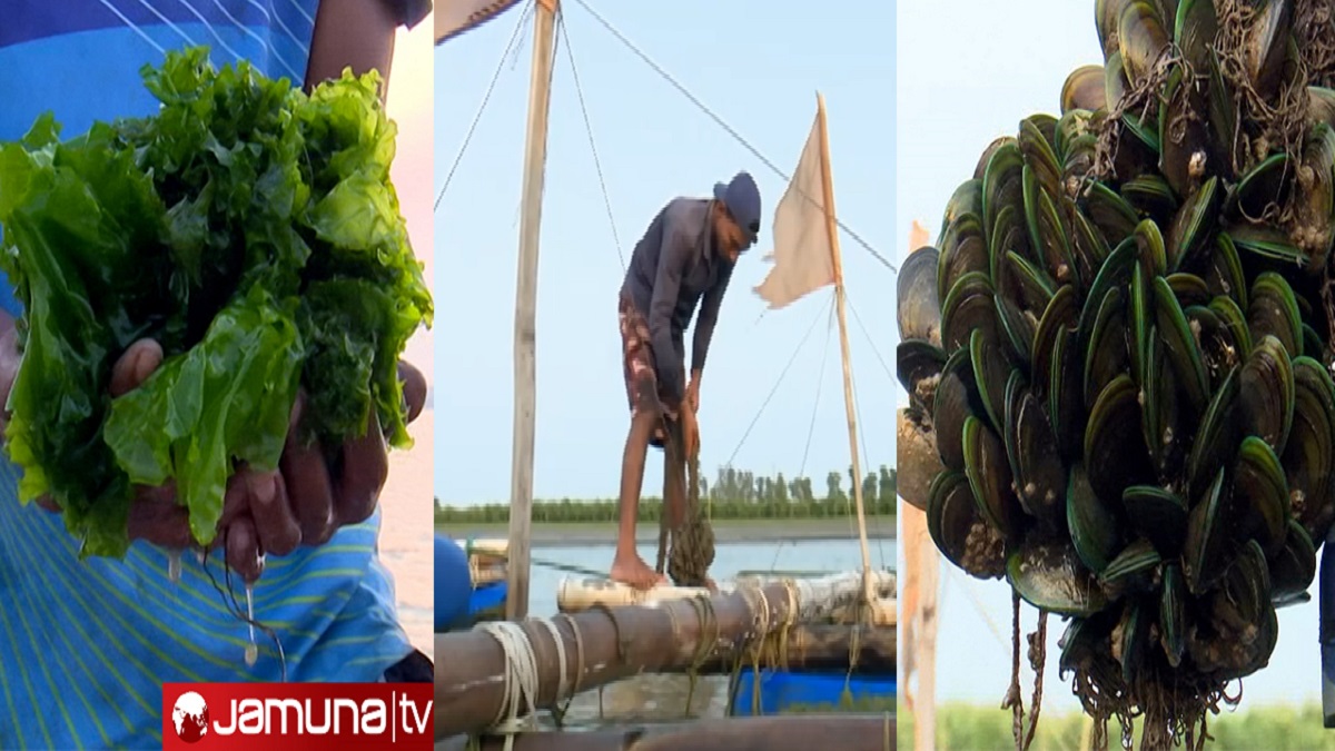 ঝিনুক-শৈবালে নতুন স্বপ্ন, বেকাররাও হতে পারবে স্বাবলম্বী