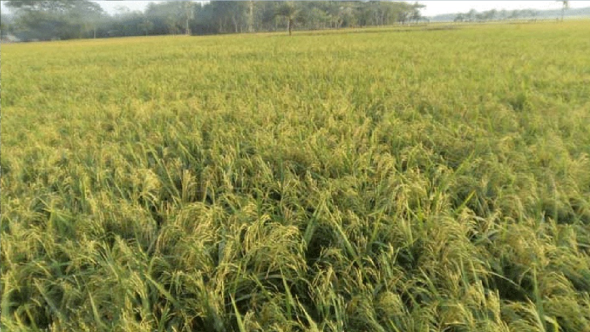 হাওরে উজানের ঢল, দুশ্চিন্তায় কৃষকের নির্ঘুম রাত