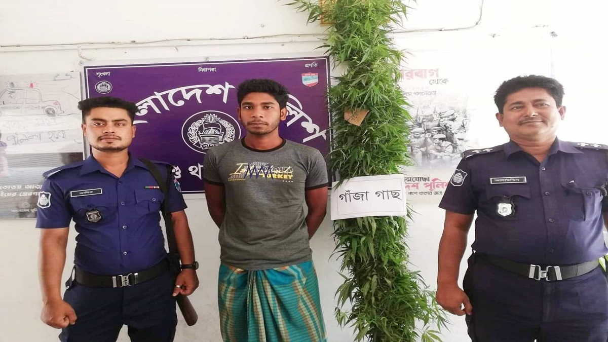 ঝিনাইদহে সবজি বাগানে গাঁজার চাষ, আটক ১