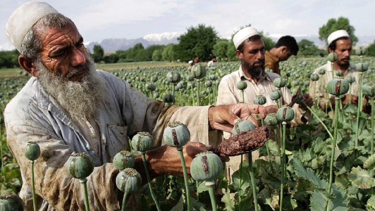 আফগানিস্তানে বন্ধ হচ্ছে সব ধরনের মাদক, কী হবে দরিদ্র পপি চাষিদের?