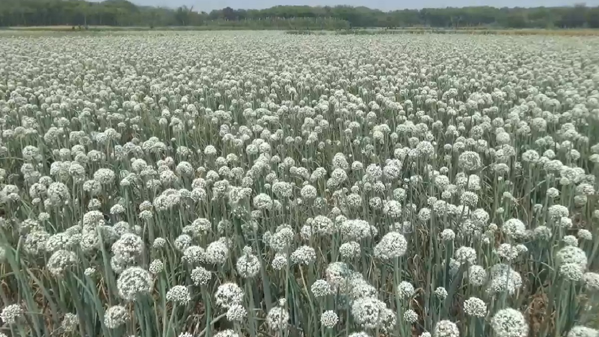 পেঁয়াজ উৎপাদনে দেশে তৃতীয় রাজবাড়ী, তবু যে কারণে শঙ্কায় চাষিরা