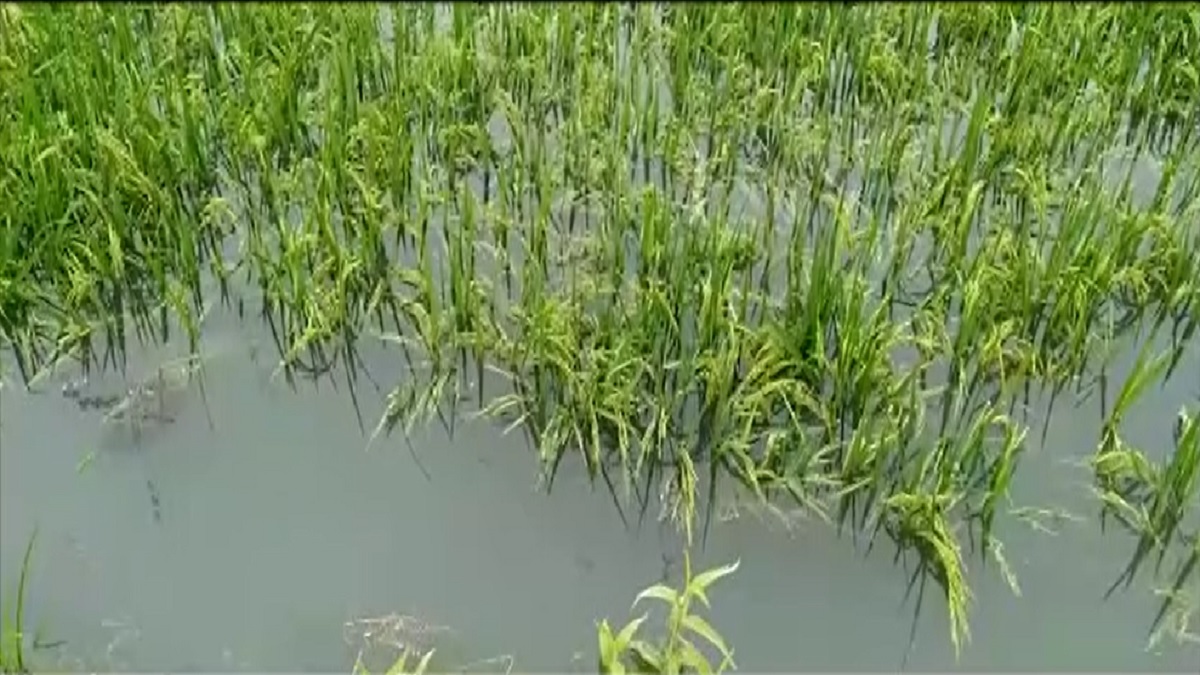 এবারো আগাম বন্যায় দিশেহারা সুনামগঞ্জের চাষী