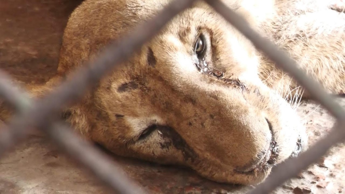 কক্সবাজারের সাফারি পার্কে সিংহর কামড়ে সিংহীর মৃত্যু