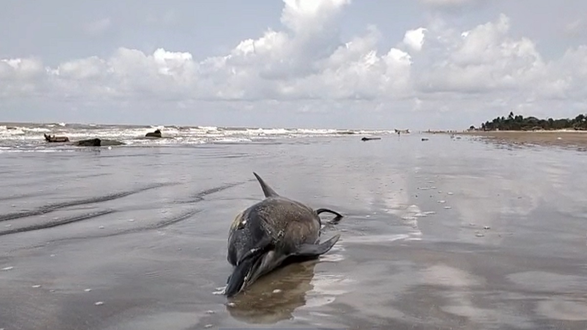 কুয়াাকাটা সৈকতে আবারও মৃত ডলফিন, স্থানীয়দের শঙ্কা