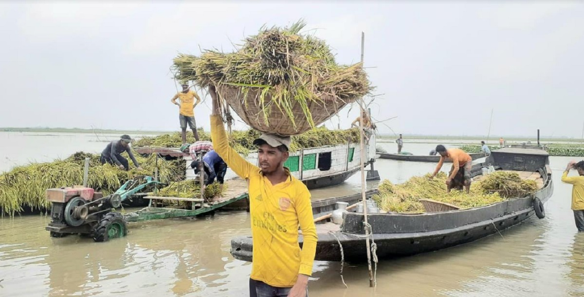 হাওরের পানিতে ডুবছে ফসলি জমি, আধাপাকা ধান কেটেই ঘরে তুলছেন কৃষকরা