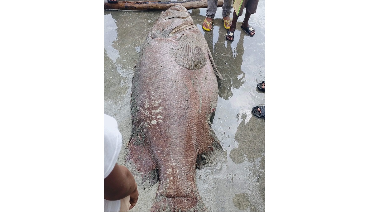 সেন্ট মার্টিনে ধরা পড়লো ১৫০ কেজির বোল মাছ, দাম প্রায় ২ লাখ