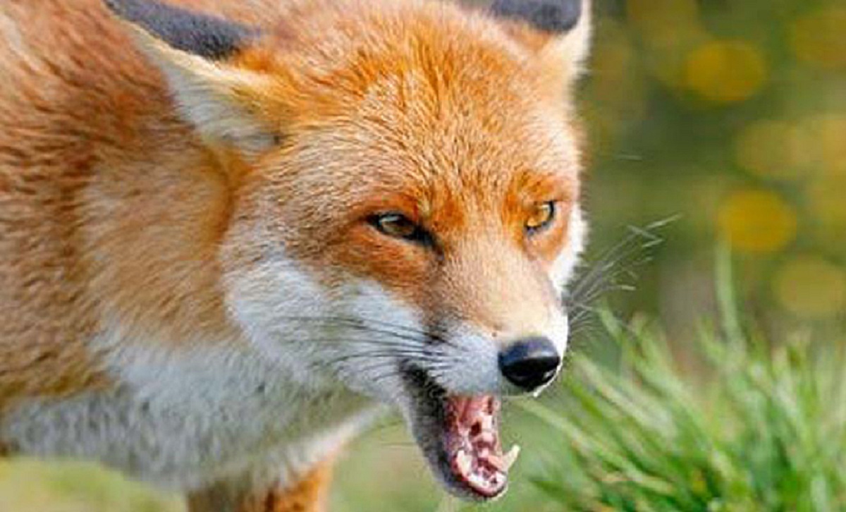 সিরাজগঞ্জে ৪ দিনে শিয়ালের কামড়ে আহত ১৫, আতঙ্কে ৫ গ্রামের মানুষ