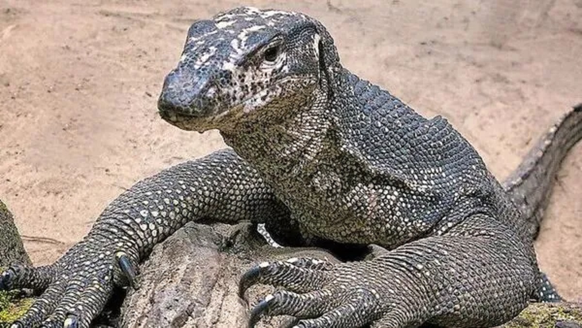 ভারতে গুইসাপকে ‘ধর্ষণের’ অভিযোগ, গ্রেফতার ৪