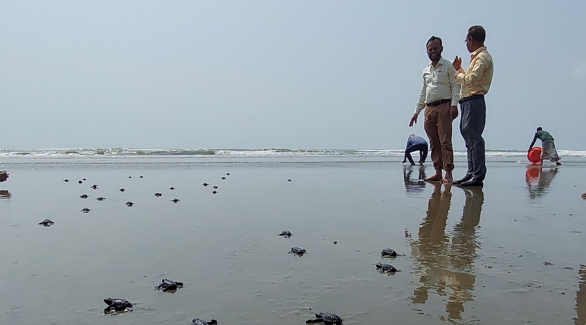 কক্সবাজারে সাগরে অবমুক্ত করা হলো ১৮৫টি কচ্ছপের বাচ্চা