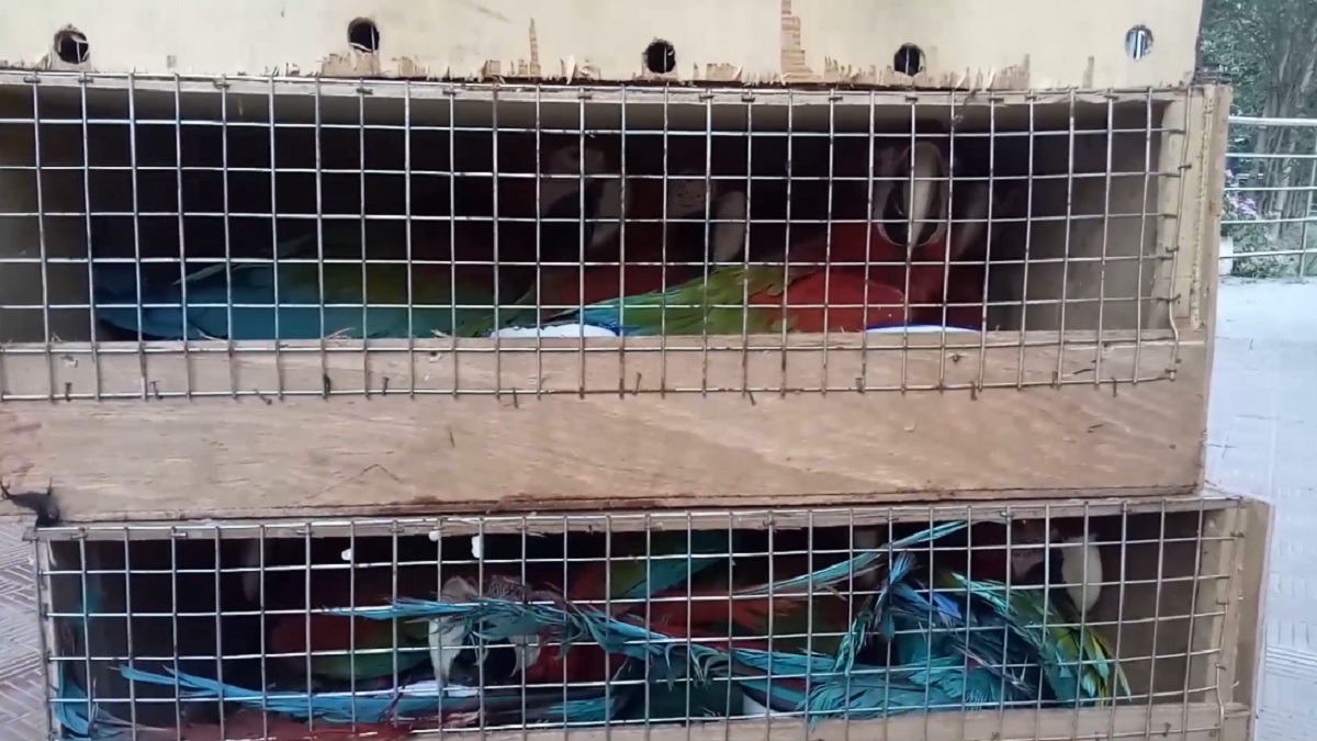 ভারতে পাচারের সময় উদ্ধার ২২ লাখ টাকার বিদেশি পাখি