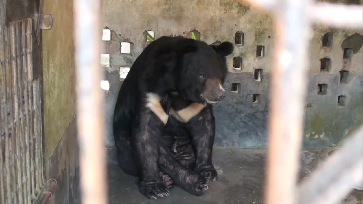 পিকনিক পার্কে র্যাবের অভিযান, অননুমোদিত বন্যপ্রাণী উদ্ধার