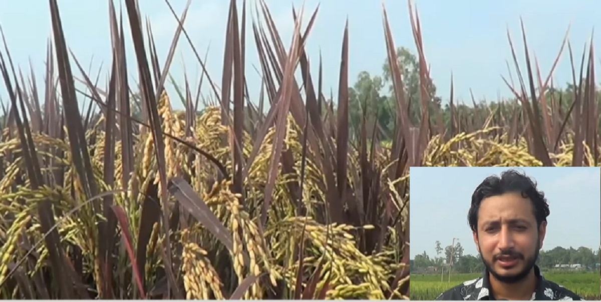 ইউটিউব দেখে কালো ধান চাষে সফল ঢাকা কলেজের সাবেক ছাত্র