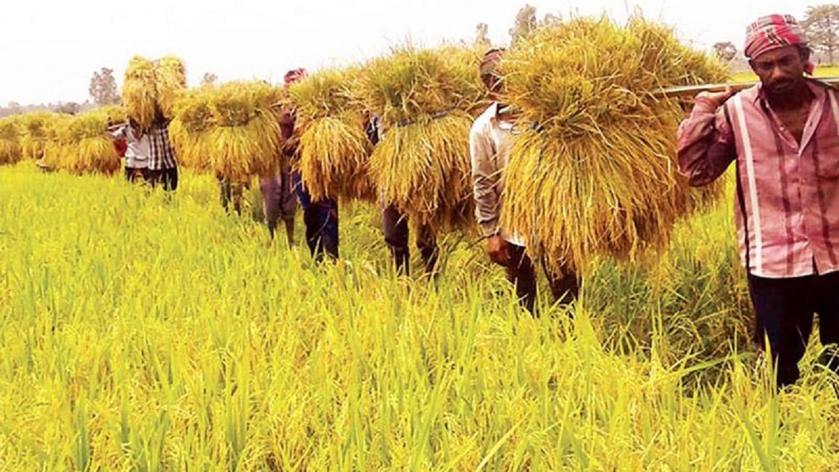 হাওরের ৯০ শতাংশ বোরো ধান কাটা শেষ