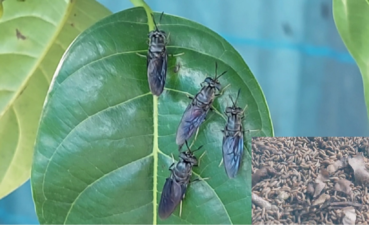 চাঁদপুরে পোল্ট্রি ও মাছের খাবার হিসেবে চাষ হচ্ছে মাছির লার্ভা