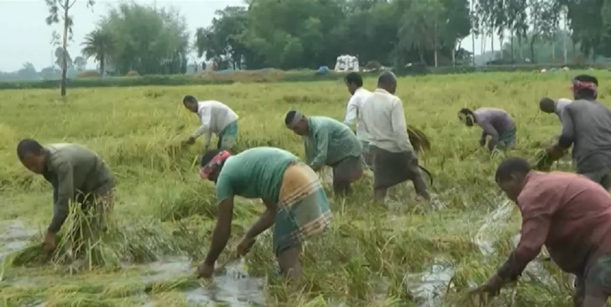 ভারী বৃষ্টিতে দিনাজপুরে বোরো ধানের ক্ষেতে জলাবদ্ধতা, বিপাকে চাষিরা