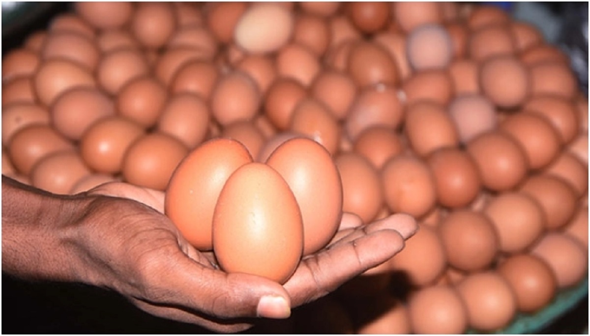 ডিমের বাজার নিয়ন্ত্রণ করছে করপোরেট কোম্পানিগুলো; খামারিদের অভিযোগ