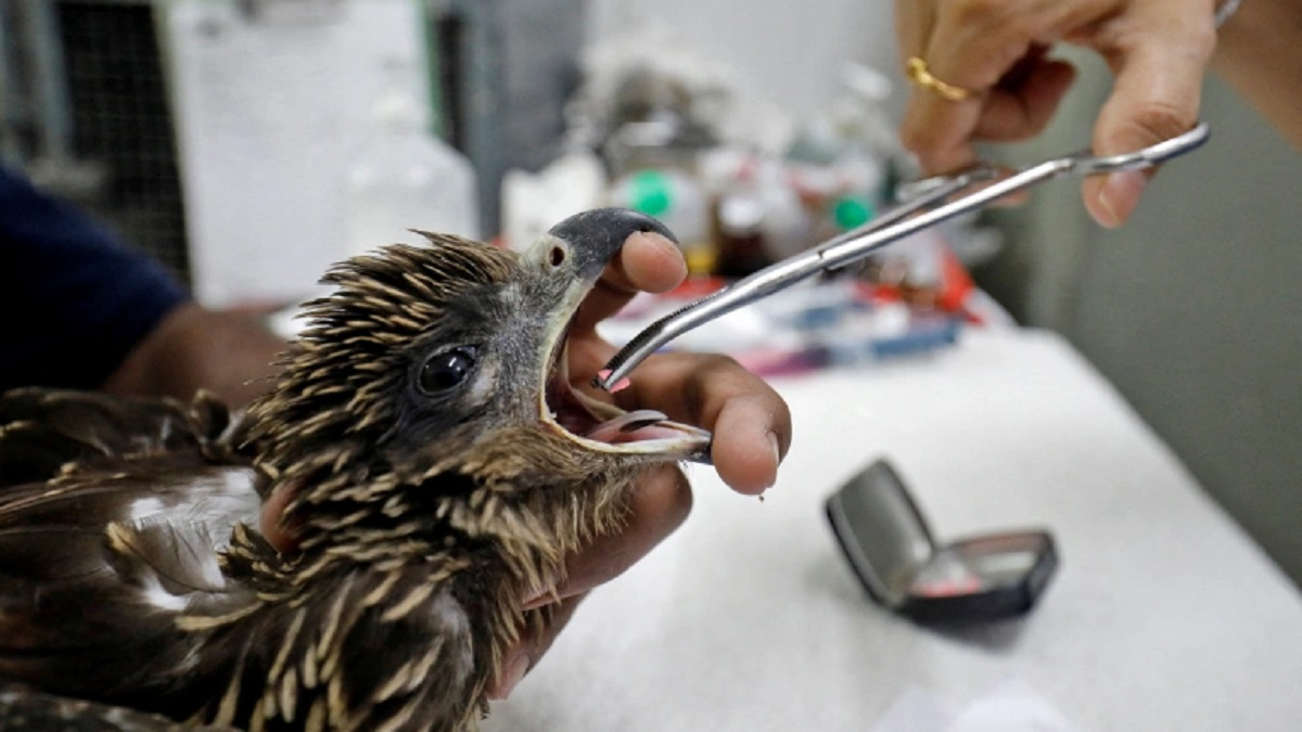 তীব্র গরমে ভারতে মারা যাচ্ছে হাজার হাজার পাখি