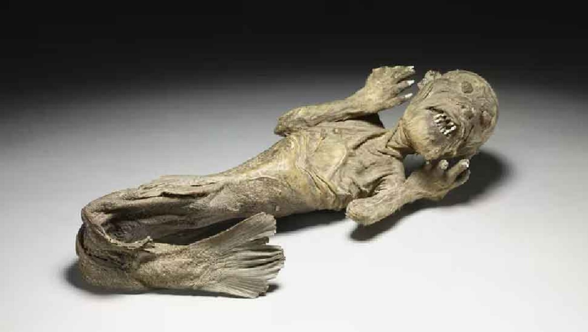 মাথা হনুমানের, লেজ মাছের! জাপানে ‘জলপরী’র মমি নিয়ে হঠাৎ চাঞ্চল্য