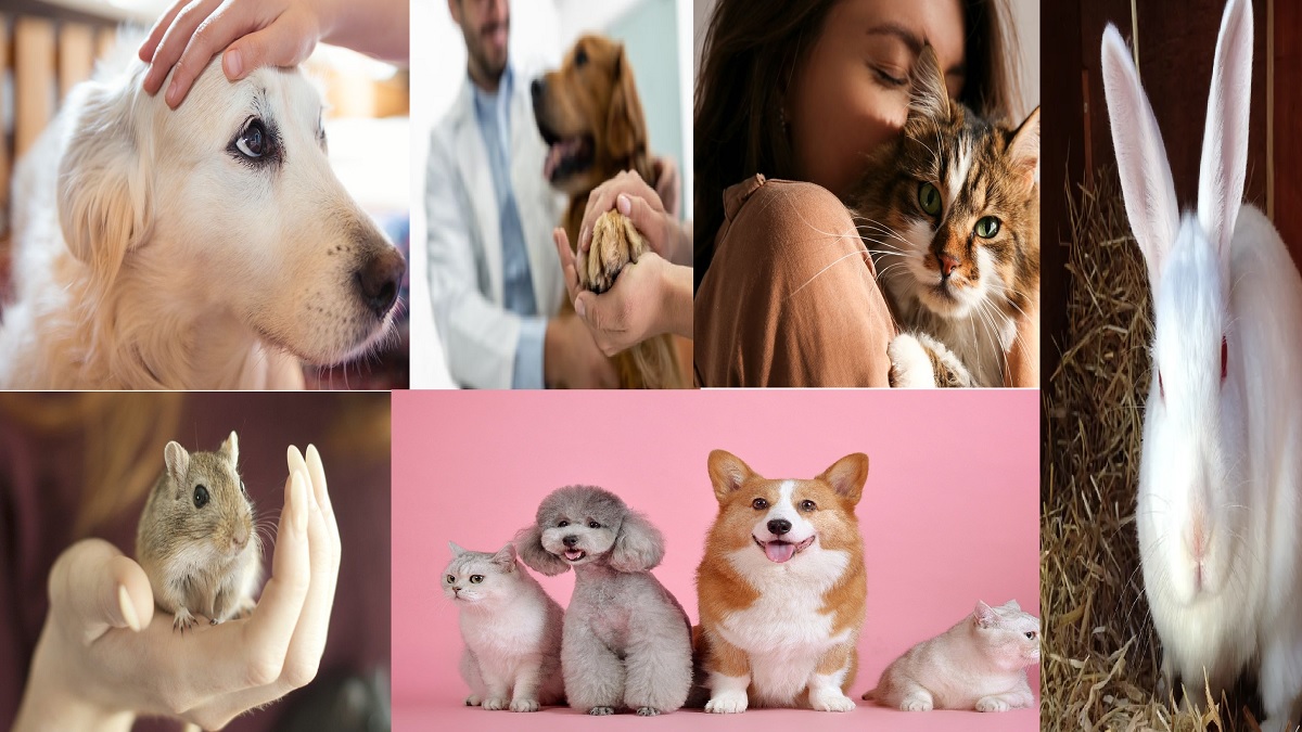 মাঙ্কিপক্সে আক্রান্ত ব্যক্তিদের সব ধরনের পোষা প্রাণী থেকে দূরে থাকার পরামর্শ