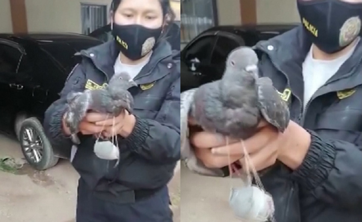 মাদক সরবরাহের সময় হাতেনাতে আটক কবুতর!