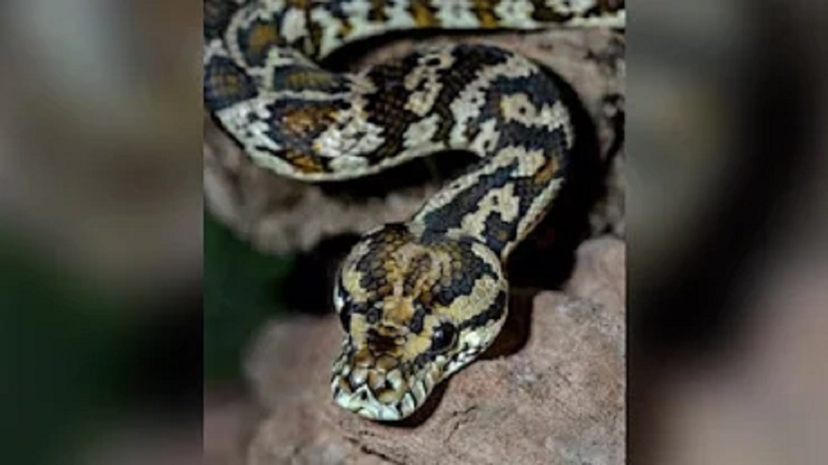 খামারে পালিত সাপকে খাবার দিতে গিয়ে সাপের কামড়েই মৃত্যু পটুয়াখালীর জব্বারের