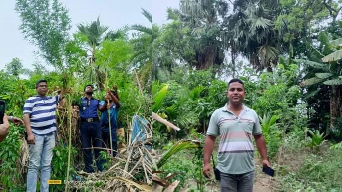 সাতক্ষীরায় ৫০টি গাঁজা গাছসহ দুই ভাই আটক