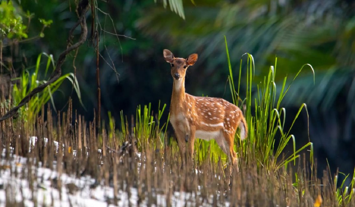 জলবায়ু পরিবর্তন মোকাবেলার মতো জীববৈচিত্র্য রক্ষায়ও সমান গুরুত্ব দিচ্ছে বাংলাদেশ?