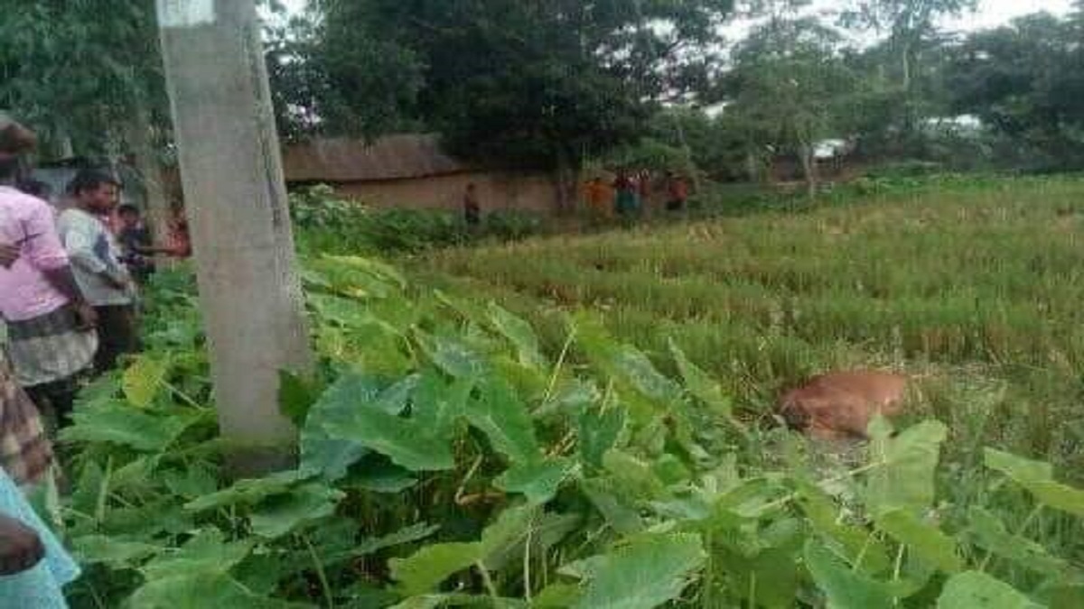 গাইবান্ধায় গরু বাঁচাতে গিয়ে প্রাণ গেলো মা-ছেলের