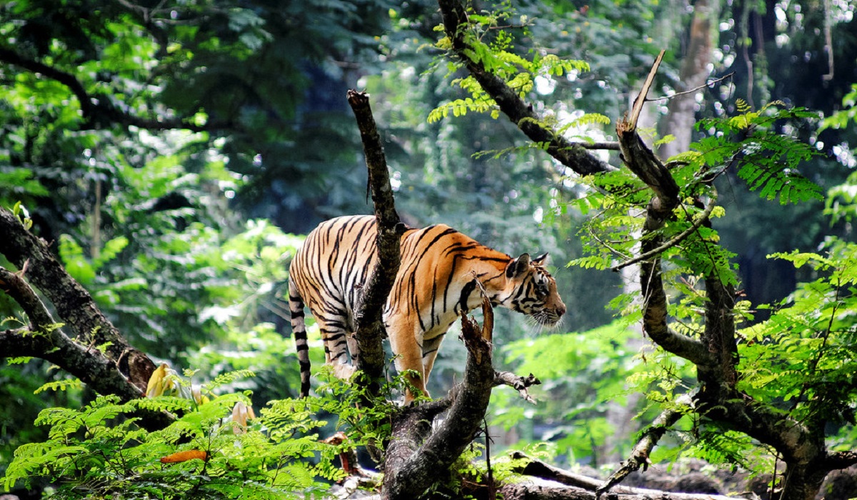 বাঘ সংরক্ষণ ও আইইউসিএনের বাংলাদেশ ভাবনা