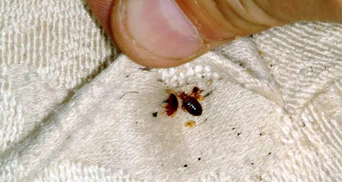 ঘর থেকে ছারপোকা তাড়ানোর জাদুকরি উপায়গুলো জেনে নিন