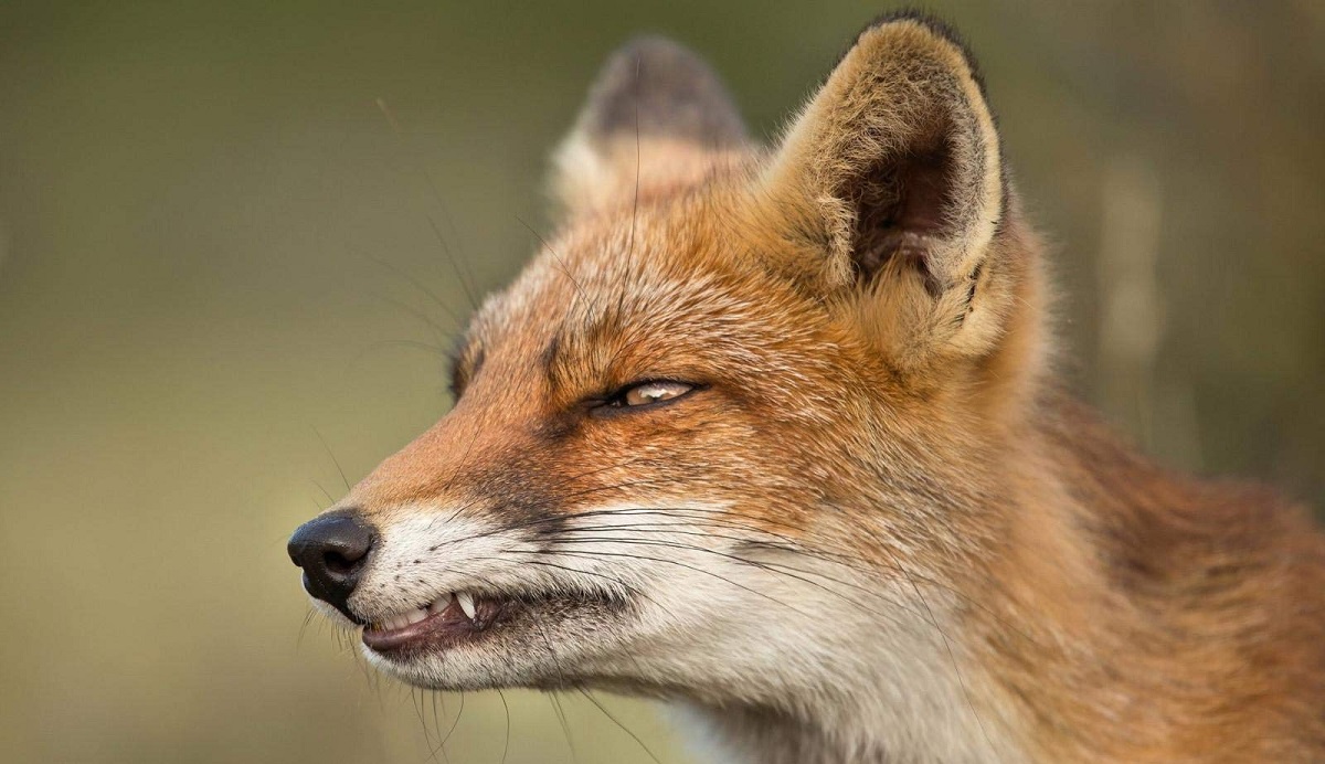 রূপগঞ্জে ২৪ ঘণ্টায় শিয়ালের কামড়ে আহত ৩০, সরকারি উদ্যোগে নিধন চান এলাকাবাসী