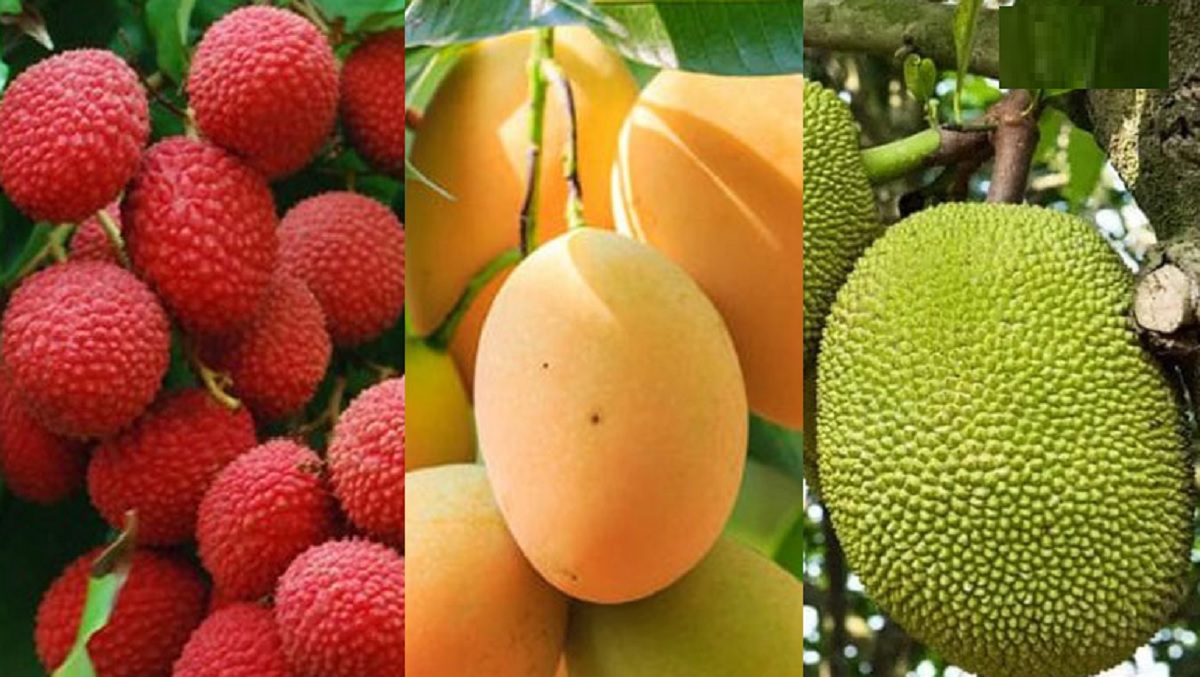 অতি লোভে শরীর নষ্ট, সামলে খান আম-লিচু-কাঁঠাল