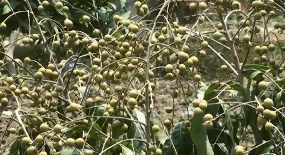 থাইল্যান্ডের লংগান ফল চাষে গোপালগঞ্জে উন্মোচিত নতুন সম্ভাবনা