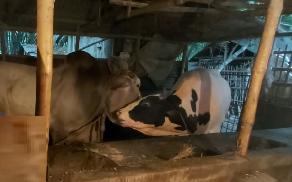 ৬০ মণ ওজনের টাইগার এবং ধলা পাহাড়ের দাম ৩০ লাখ টাকা