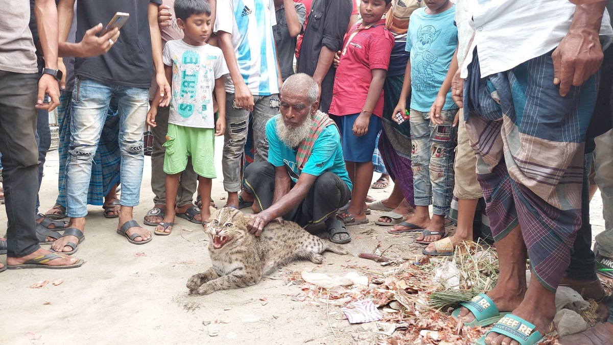 বাঘ মনে করে আহত মেছো বিড়ালকে ধরলো গ্রামবাসী