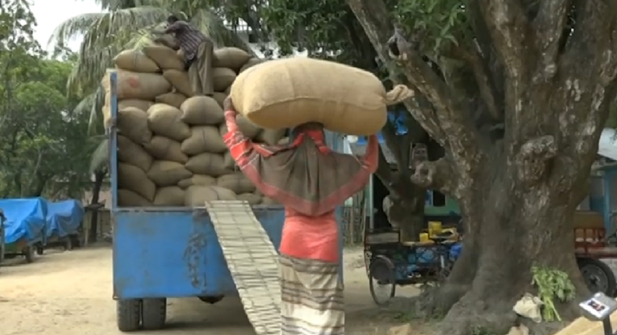ভরা মৌসুমেও বাড়ছে চালের দাম