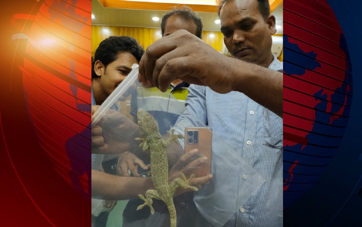 রাজবাড়ীতে প্রায় ২০০ গ্রাম ওজনের তক্ষক উদ্ধার