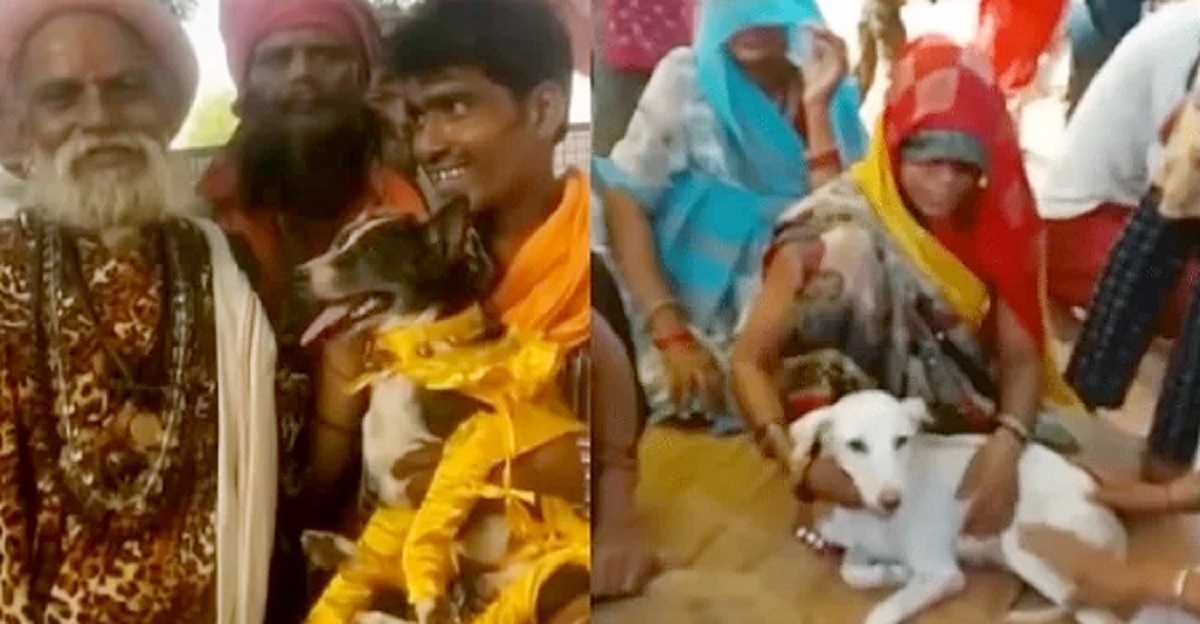 উত্তর প্রদেশে ধুমধাম করে দুই কুকুরের বিয়ে